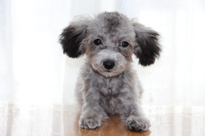 ティーカッププードルシルバー(グレー)の子犬メス、生後4ヶ月画像