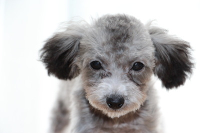 ティーカッププードルシルバー(グレー)の子犬メス、生後4ヶ月画像