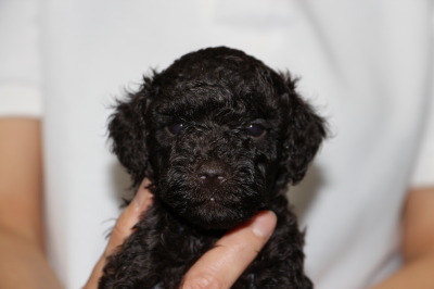 トイプードルブラウンの子犬メス、生後5週間画像