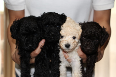 トイプードルの子犬、ブラックオス2頭ホワイトオス1頭ブラウンメス1頭、生後5週間画像