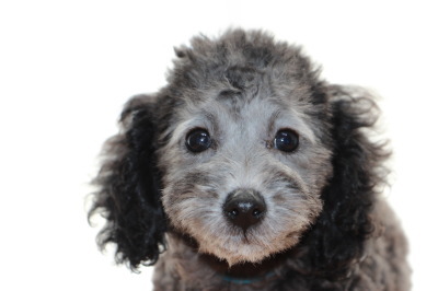 トイプードルシルバー(グレー)の子犬オス、生後2ヶ月画像