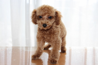 トイプードルアプリコットの子犬オス、生後2ヶ月半画像