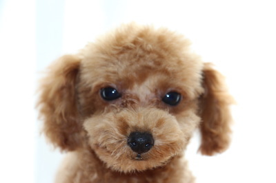 トイプードルアプリコットの子犬オス、生後2ヶ月半画像