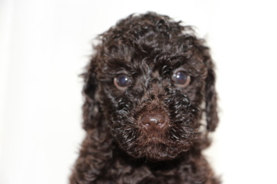 トイプードルブラウンの子犬メス、生後6週間画像