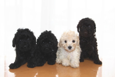 トイプードルの子犬、ブラックオス2頭ホワイトオス1頭ブラウンメス1頭、生後6週間画像
