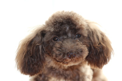 ティーカップサイズのトイプードルブラウンの子犬オス、生後6ヶ月画像