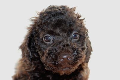 トイプードルブラウンの子犬メス、生後7週間画像