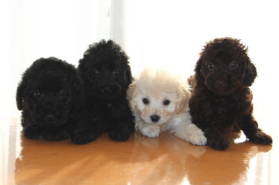  トイプードルの子犬、ブラックオス2頭ホワイトオス1頭ブラウンメス1頭、生後7週間画像