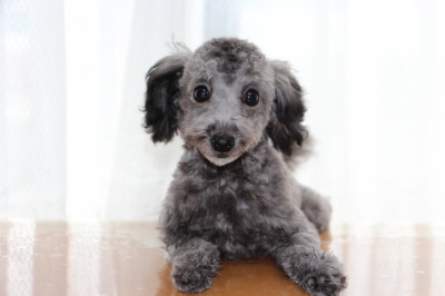 トイプードルシルバー(グレー)の子犬オス、生後4ヶ月画像
