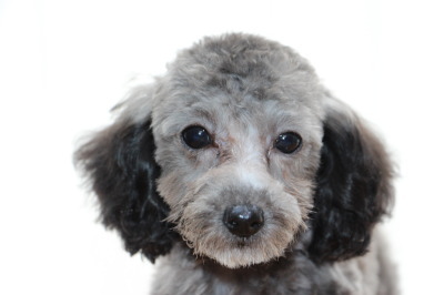 トイプードルシルバー(グレー)の子犬メス、生後4ヶ月画像