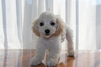 トイプードルホワイト(白色)の子犬オス、生後2ヶ月画像