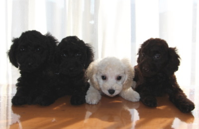 トイプードルの子犬、ブラックオス2頭ホワイトオス1頭ブラウンメス1頭、生後2ヶ月画像
