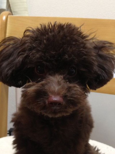 トイプードルブラウンの子犬オス、生後5ヶ月画像