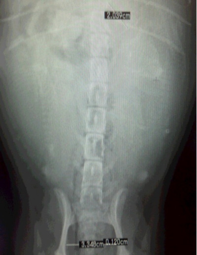 トイプードル妊娠犬の骨盤レントゲン写真