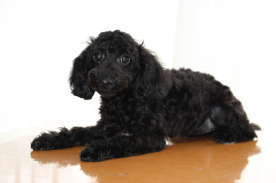 トイプードルブラック(黒色)の子犬メス、生後4ヶ月画像