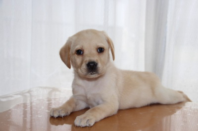 ラブラドールイエロー(クリーム色)の子犬メス、生後50日画像