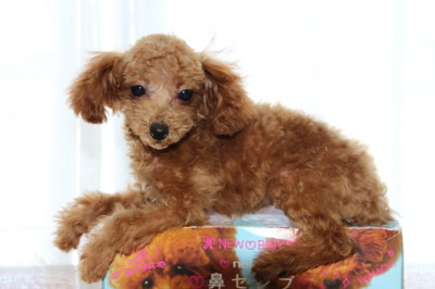 トイプードルレッドの子犬メス、生後4ヶ月画像