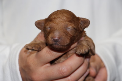 トイプードルレッドの子犬メス、生後1週間画像