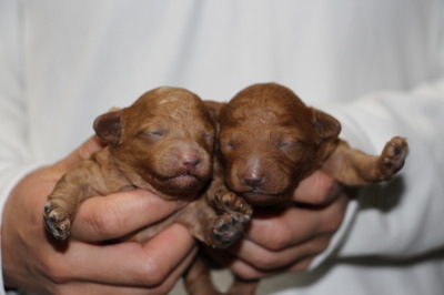 トイプードルレッドの子犬オス1頭メス1頭、生後1週間画像