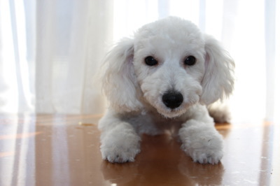 トイプードルホワイト(白色)の子犬オス、生後5ヶ月画像