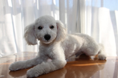 トイプードルホワイト(白色)の子犬オス、生後5ヶ月画像