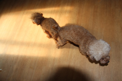 トイプードルレッド犬の交配、種オスティーカッププードルレッドタンゴ画像