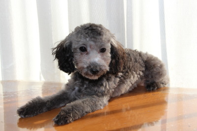 ティーカップサイズのトイプードルシルバー(グレー)の子犬メス、生後5ヶ月画像