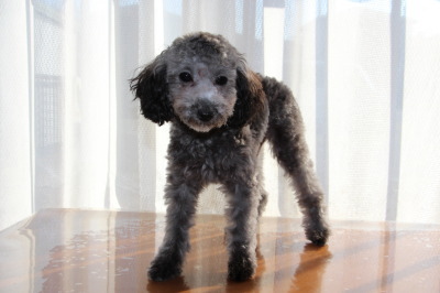 ティーカップサイズのトイプードルシルバー(グレー)の子犬メス、生後5ヶ月画像