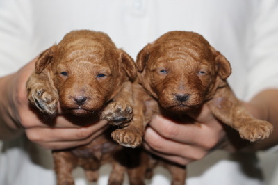 トイプードルレッドの子犬オス1頭メス1頭、生後2週間画像
