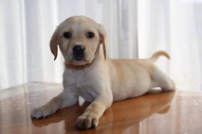 ラブラドールイエロー(クリーム色)の子犬メス、生後2ヶ月半画像
