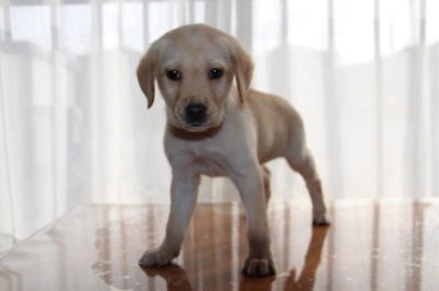 ラブラドールイエロー(クリーム色)の子犬メス、生後2ヶ月半画像