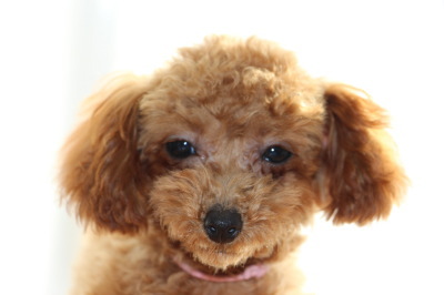 トイプードルレッドの子犬メス、生後4ヶ月画像