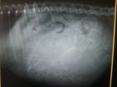 トイプードル妊娠犬のレントゲン写真