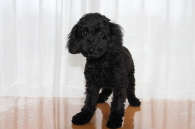 トイプードルブラック(黒色)の子犬オス、生後3ヶ月画像