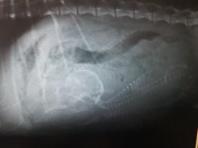 トイプードル妊娠犬のレントゲン写真