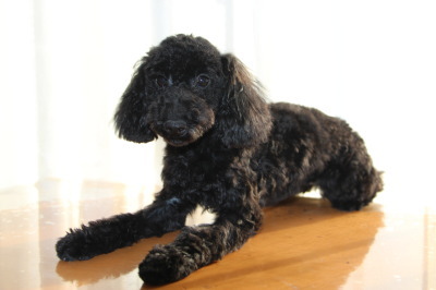 トイプードルブラック(黒色)の子犬メス、生後5ヶ月画像