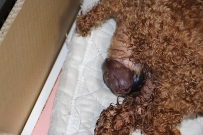 イプードルレッド犬の出産(お産)画像