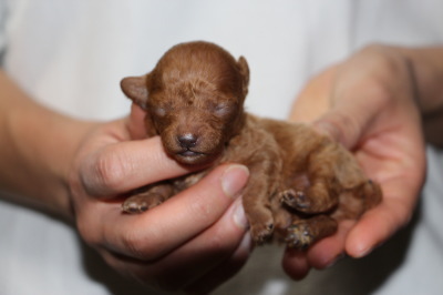 ティーカップサイズのトイプードルレッドの子犬オス、生後1週間画像