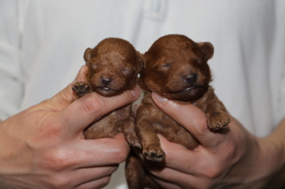 トイプードルレッドの子犬オス2頭、生後1週間画像