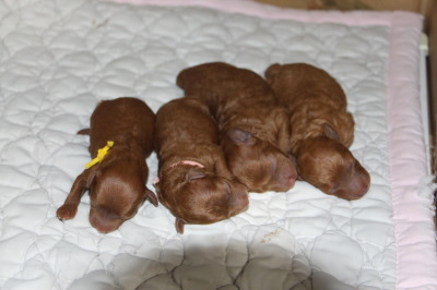 トイプードルレッドの子犬オス1頭メス3頭、生後1週間画像