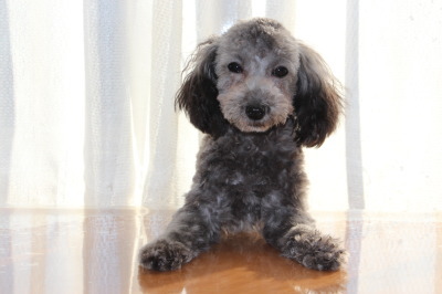ティーカップサイズのトイプードルシルバー(グレー)の子犬メス、生後半年画像