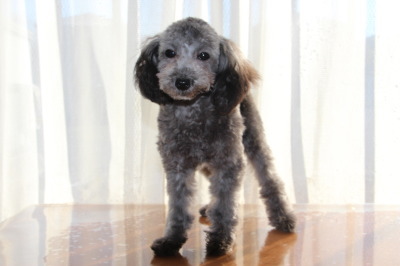 ティーカップサイズのトイプードルシルバー(グレー)の子犬メス、生後半年画像