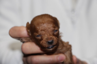 ティーカップサイズのトイプードルレッドの子犬オス、生後2週間画像