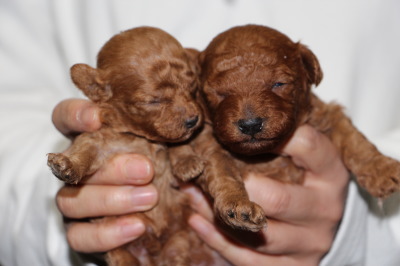 トイプードルレッドの子犬オス2頭、生後2週間画像