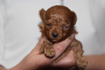ティーカップサイズのトイプードルレッドの子犬オス、生後3週間画像
