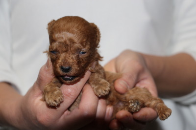 ティーカップサイズのトイプードルレッドの子犬オス、生後3週間画像