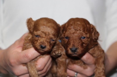 トイプードルレッドの子犬オス2頭、生後3週間画像