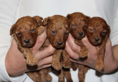 トイプードルレッドの子犬オス1頭メス3頭、生後3週間画像