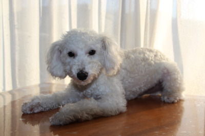 トイプードルホワイト(白色)の子犬オス、生後7ヶ月画像