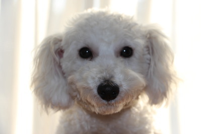 トイプードルホワイト(白色)の子犬オス、生後7ヶ月画像